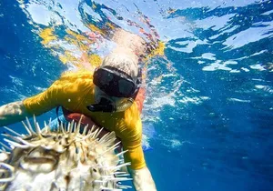 Snorkel & Explore Pelican Rock by Glass Boat + Photos