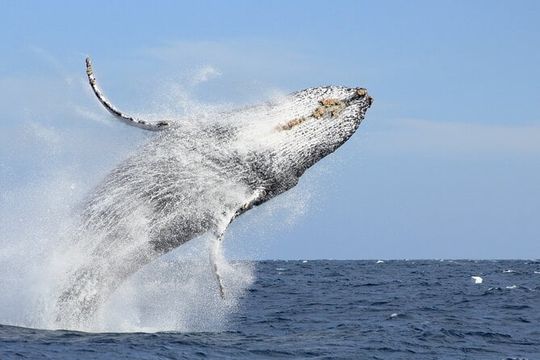 Los Cabos Whale Watching (Transportation and Pictures Included)