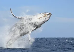 Los Cabos Whale Watching (Transportation and Pictures Included)
