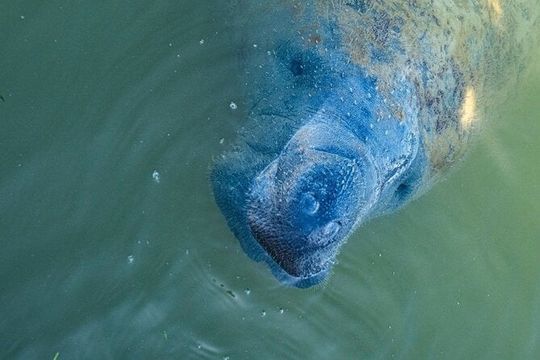 Manatees, Grasslands and Mangroves kayak Tour (Small Group Tour)