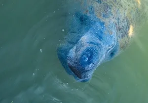 Manatees, Grasslands and Mangroves kayak Tour (Small Group Tour)