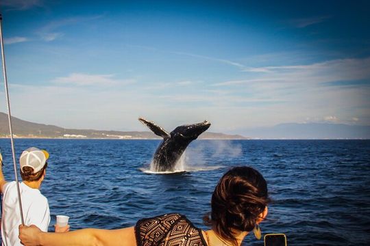 Ultimate Whale Watching Experience All-Inclusive