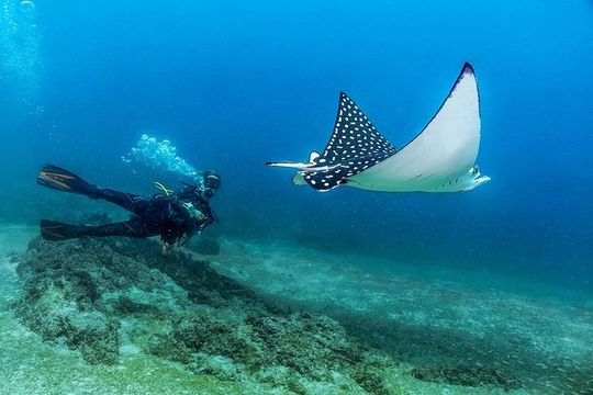 Discover Scuba experience at Las Caletas, Puerto Vallarta