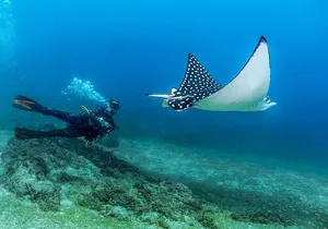 Discover Scuba experience at Las Caletas, Puerto Vallarta