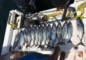 sport fishing