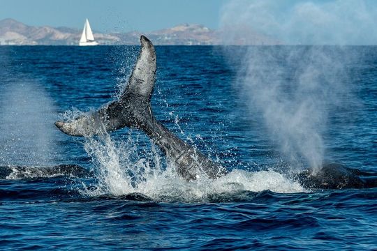 Whale Watching by Zodiac in Cabo San Lucas with Photos Included