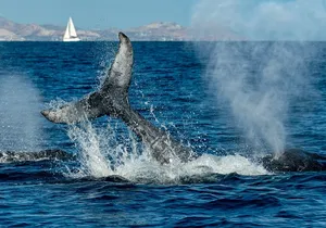 Whale Watching by Zodiac in Cabo San Lucas with Photos Included