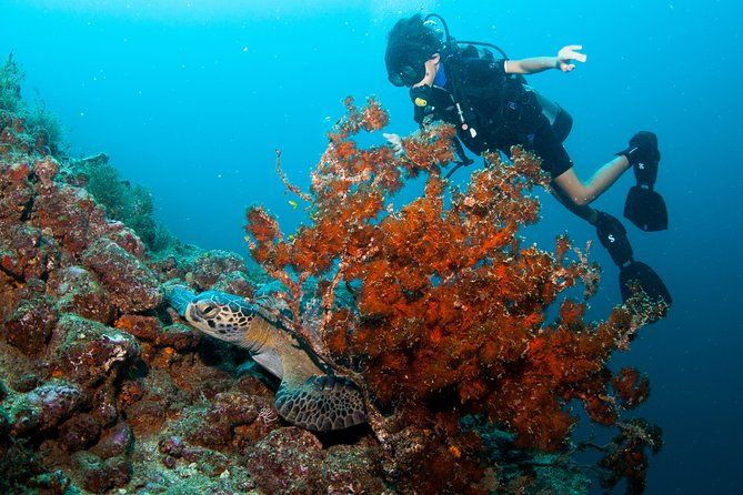 Puerto Vallarta Undersea Private Scuba Diving