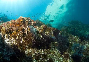 3 Tank Combo Cabo Reserve & Corridor, Certified Divers with MANTA