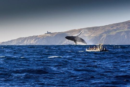 Whale Watching Dinner Cruise in Cabo San Lucas
