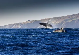 Whale Watching Dinner Cruise in Cabo San Lucas