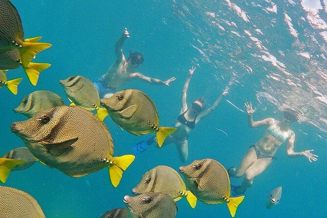 Los Cabos Snorkeling Tour by Speed Boat with Photos Included