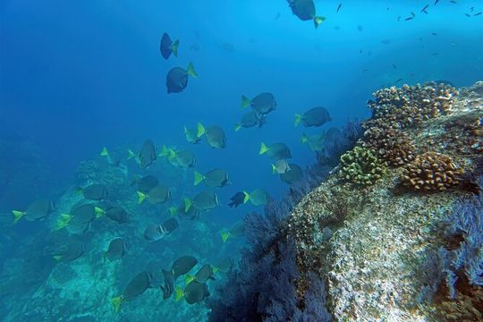 Los Cabos Snorkeling Tour by Speed Boat with Photos Included