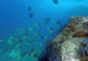 Los Cabos Snorkeling Tour by Speed Boat with Photos Included