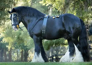 Gypsy Gold Horse Farm Walking Tour