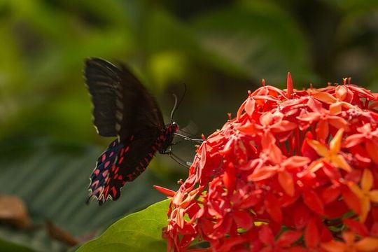 Butterfly Sanctuary & Museum Guided Tour in Puerto Vallarta
