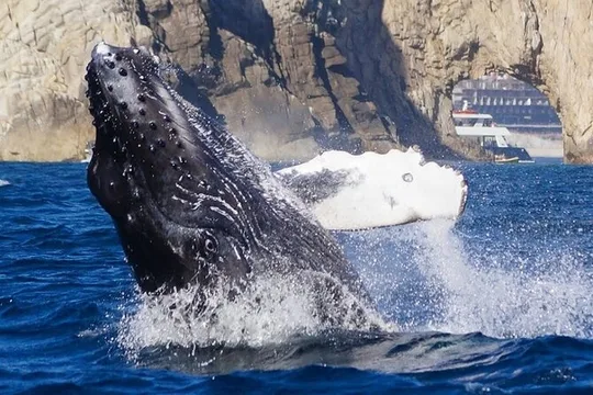 Cabo Whale Watching Tour with Food, Drinks & Snorkeling 1-20 ppl