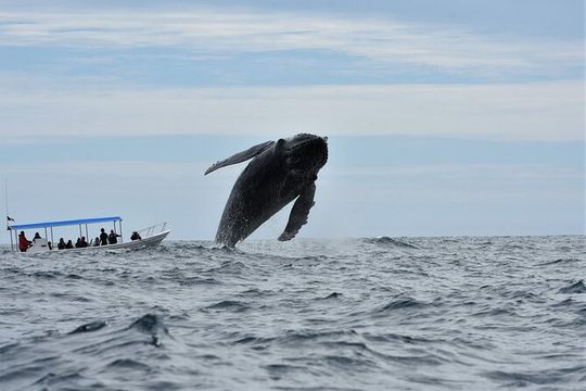 Whale Watching Cabo-Women crew-Sightings Guaranteed & Free Photos
