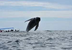 Whale Watching Cabo-Women crew-Sightings Guaranteed & Free Photos