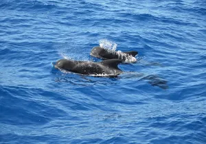 Tenerife: Whale and dolphin watching