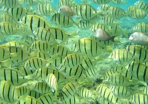 Pelican Rock Snorkeling and Sightseeing Adventure