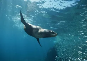 2 Tank Tour in Cabo San Lucas Reserve, Certified Divers with MANTA