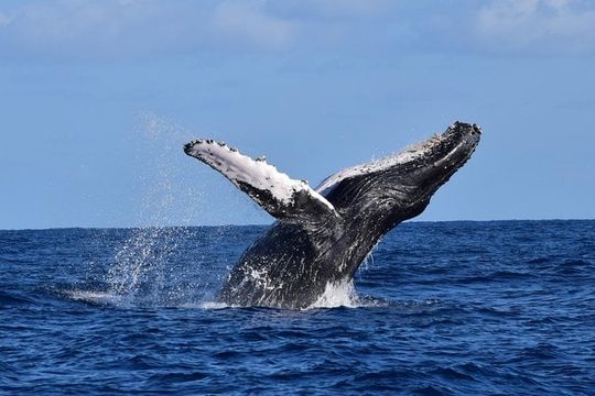 PRIVATE Whale Watch Tour | Cabo San Lucas | Biologist | FREE Pics