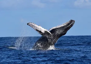 PRIVATE Whale Watch Tour | Cabo San Lucas | Biologist | FREE Pics