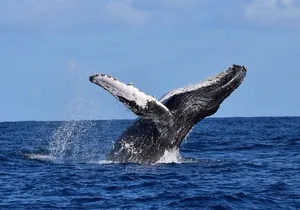PRIVATE Whale Watch Tour | Cabo San Lucas | Biologist | FREE Pics