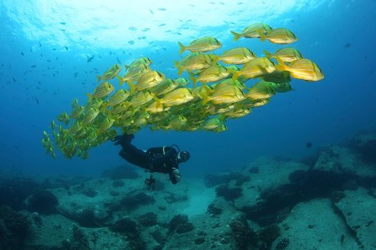 Beginner Scuba Diving in Cabo San Lucas