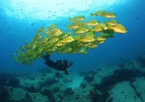 Beginner Scuba Diving in Cabo San Lucas