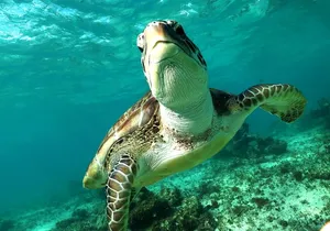 Turtles and Cenote snorkeling activity from Riviera Maya