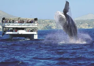 Los Cabos Whale Watching Cruise Including Breakfast