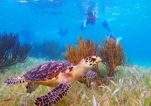 3-in-1 Puerto Morelos: Snorkeling, Tequila & Beachside Lunch