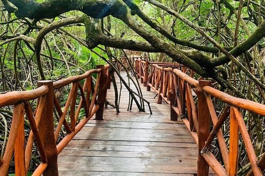 Eco Park Casa Tortuga Cenotes and Tulum Ruins! Riviera Maya Round Transportation