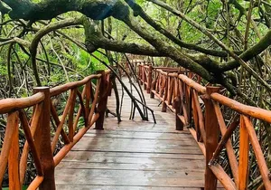 Eco Park Casa Tortuga Cenotes and Tulum Ruins! Riviera Maya Round Transportation