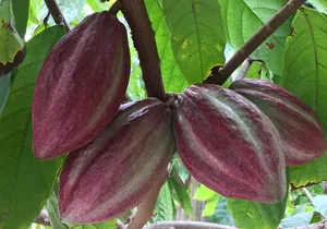 Chocolate Tour in Vallarta