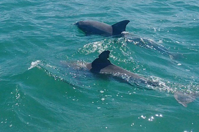 Private Clearwater Beach & Dolphin Boat Tour (3 hours, 6 guests)
