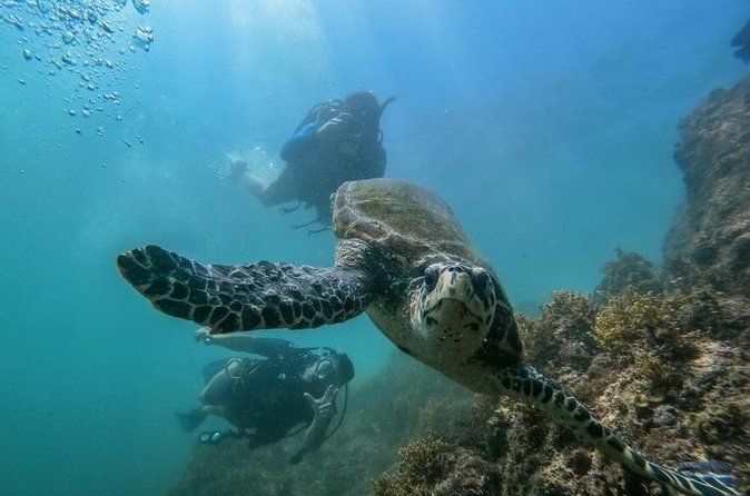 Marietas Islands 2-Tank Scuba Diving Sayulita & Riviera Nayarit