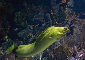 Snorkeling in Puerto Morelos