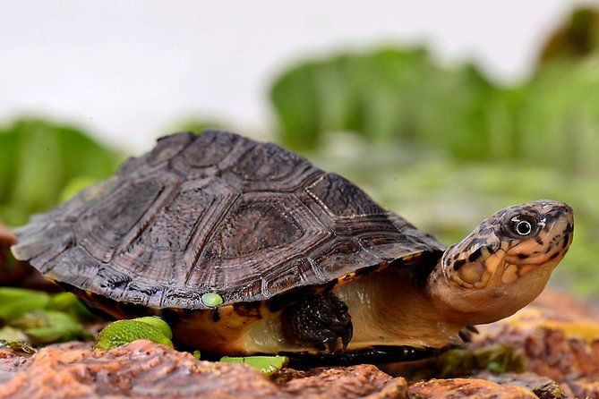 Corsica A Cupulatta Turtle Park Skip the Line Admission Ticket