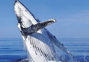 Whale Watching in Cabo San Lucas: Sightseeing Cruise and Shopping