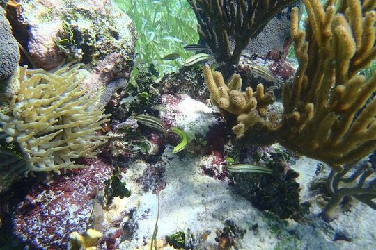 Small-Group Mesoamerican Barrier Reef Snorkeling in Puerto Morelos