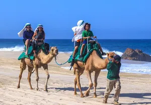 Cabo Camel Ride Experience