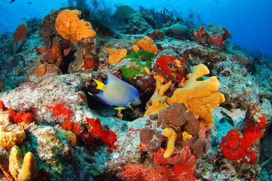 Mayan Adventure Snorkeling Tour from Playa del Carmen or Riviera Maya