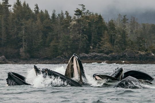 2-Hour Marine Wildlife Tour in Sitka