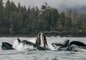2-Hour Marine Wildlife Tour in Sitka