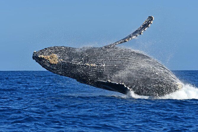 Whale Watching by Zodiac in Cabo San Lucas with Photos Included