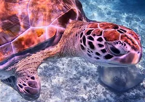 2-Hour Snorkeling in Two Spots of Tulum's Reef