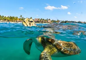 Private Turtles & Cenotes Adventure